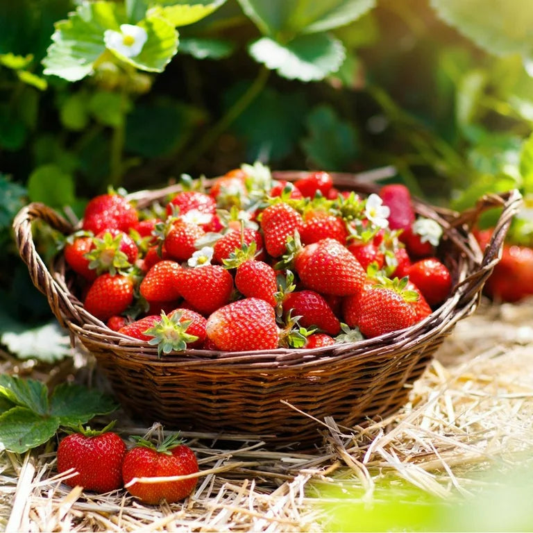 Organic Strawberries, 500 gm Container